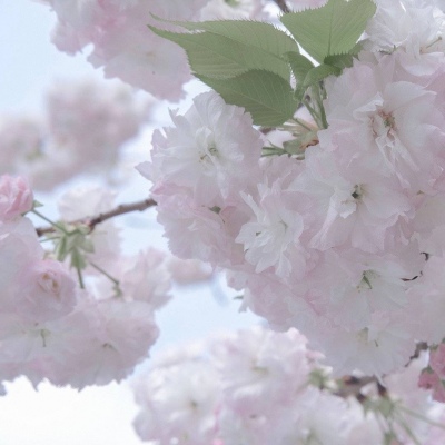 历下福瑞交流群